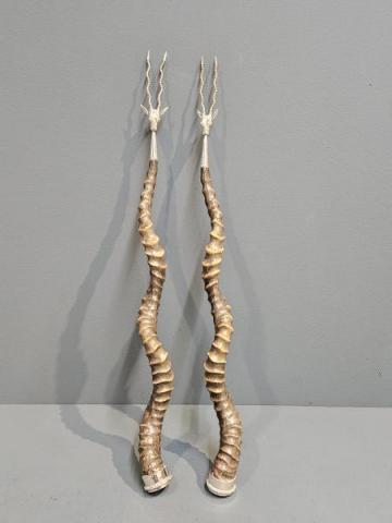 Antique Pair of Victorian Silver Mounted Antelope Horn Toasting Forks at Sturmans Antiques 